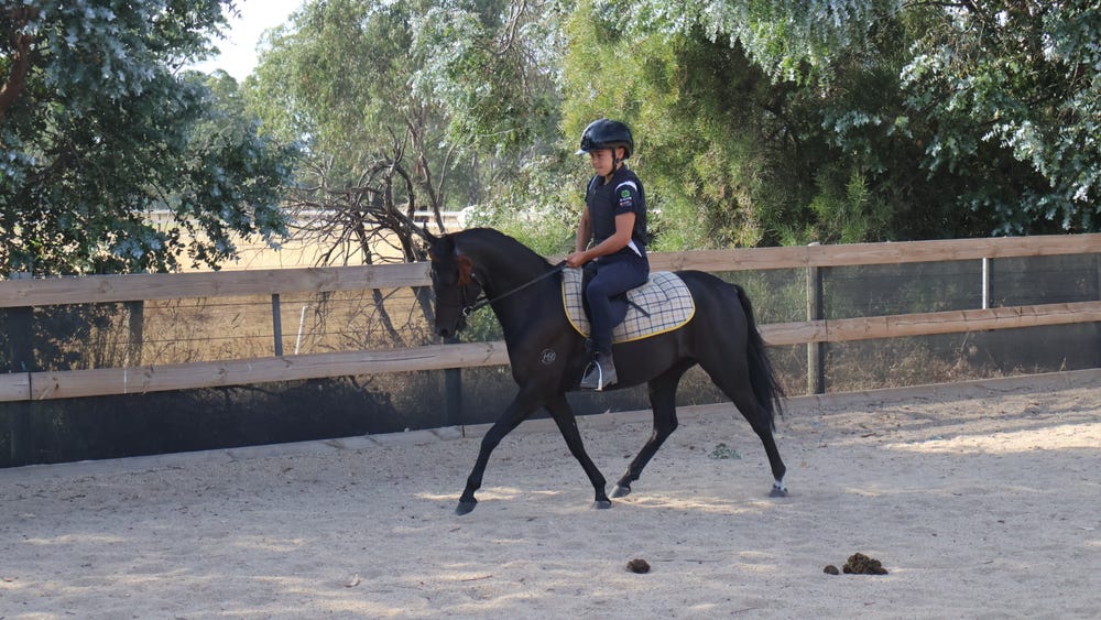 Stunning kids pony — photo 3 of 5