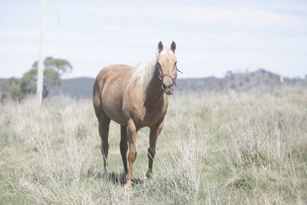 Rare BIG Palomino ASB TB mare in foal — photo 3 of 4
