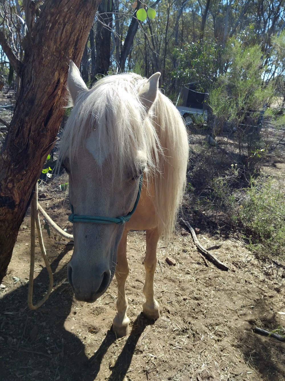 Palomino Stallion — photo 2 of 3