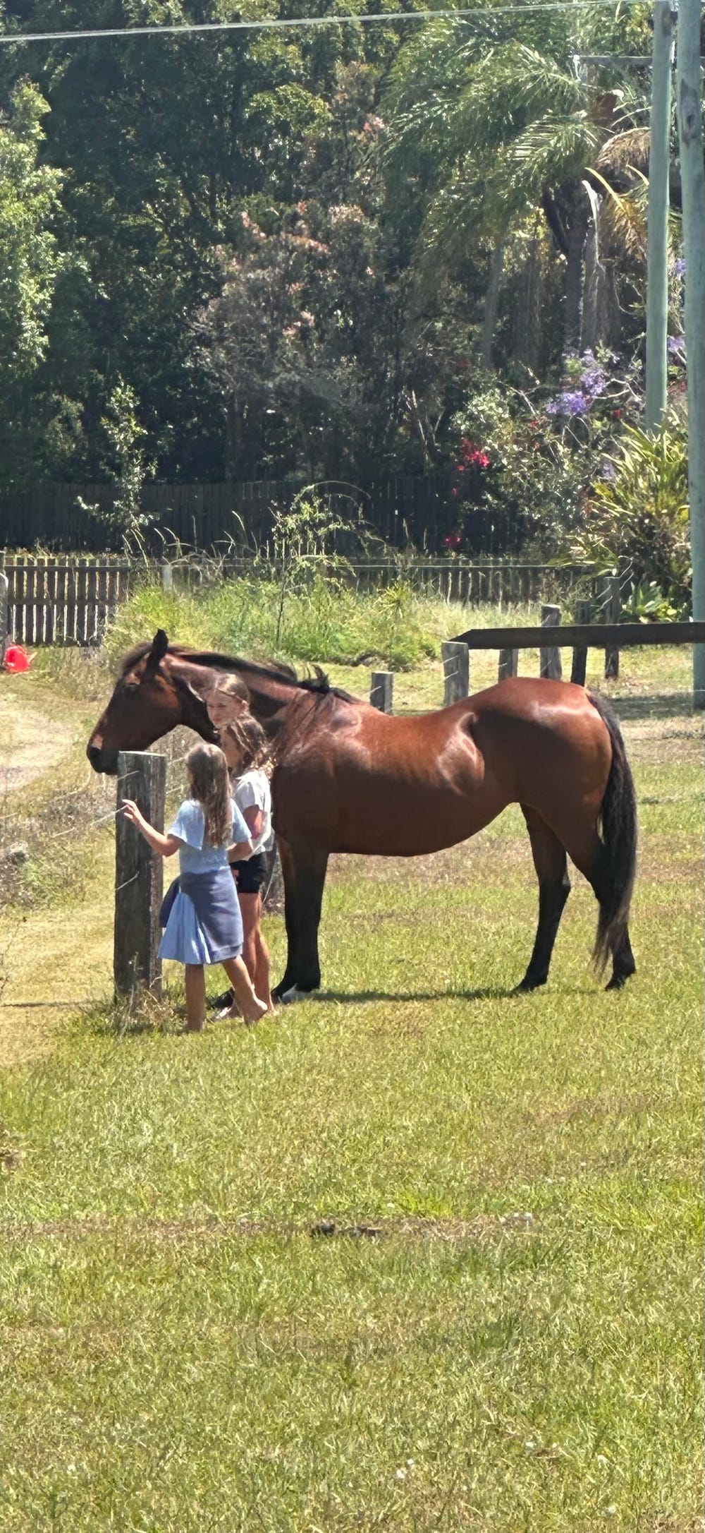 QH x SH Mare