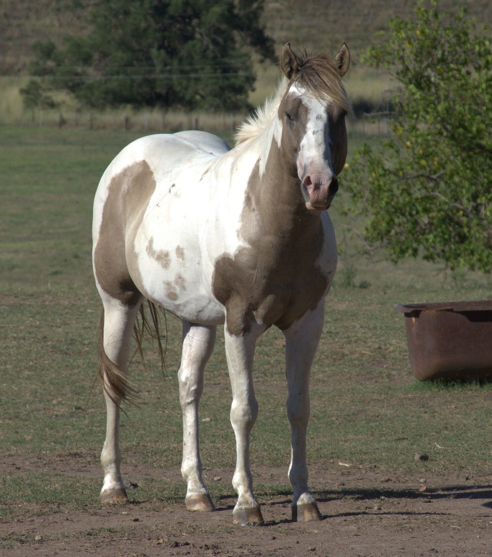 Big Beautiful Bay TB in Foal — photo 3 of 3