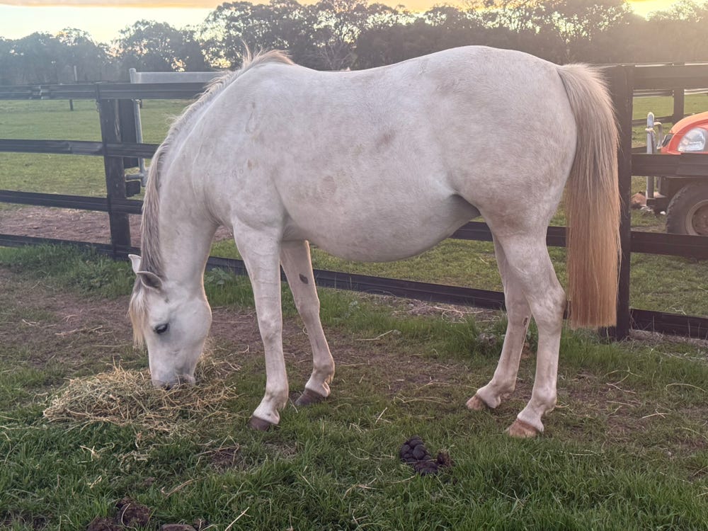 Accacia Park Eden In Foal — photo 2 of 5