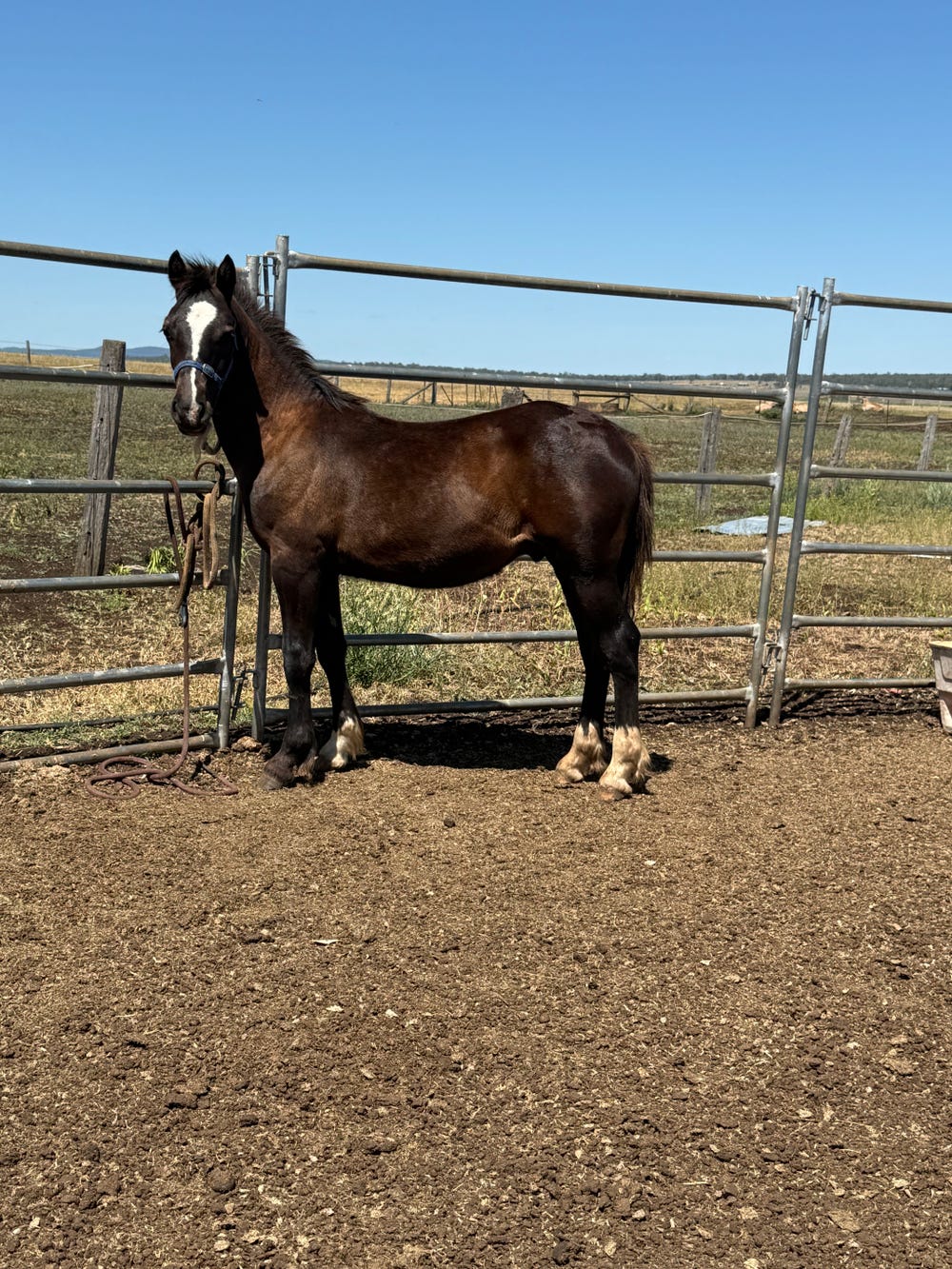 Yearling Welsh Cob Gelding — photo 2 of 2