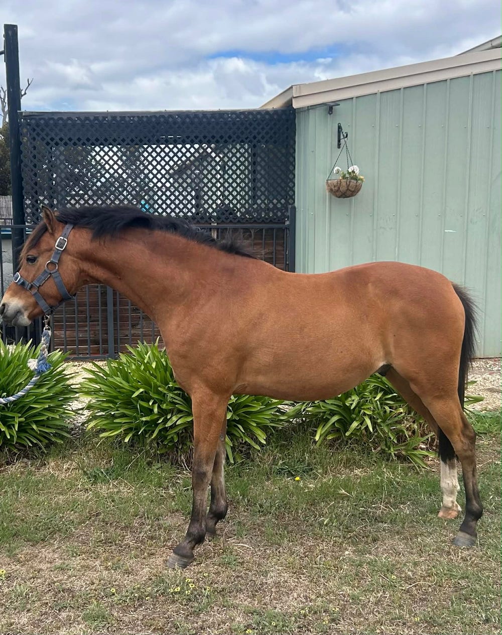 Bay Gelding 12hh — photo 2 of 3