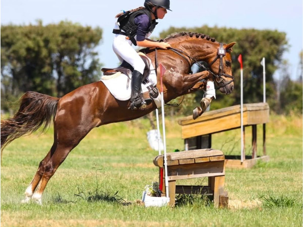Ultimate Eventing/Showjumping Pony — photo 2 of 10
