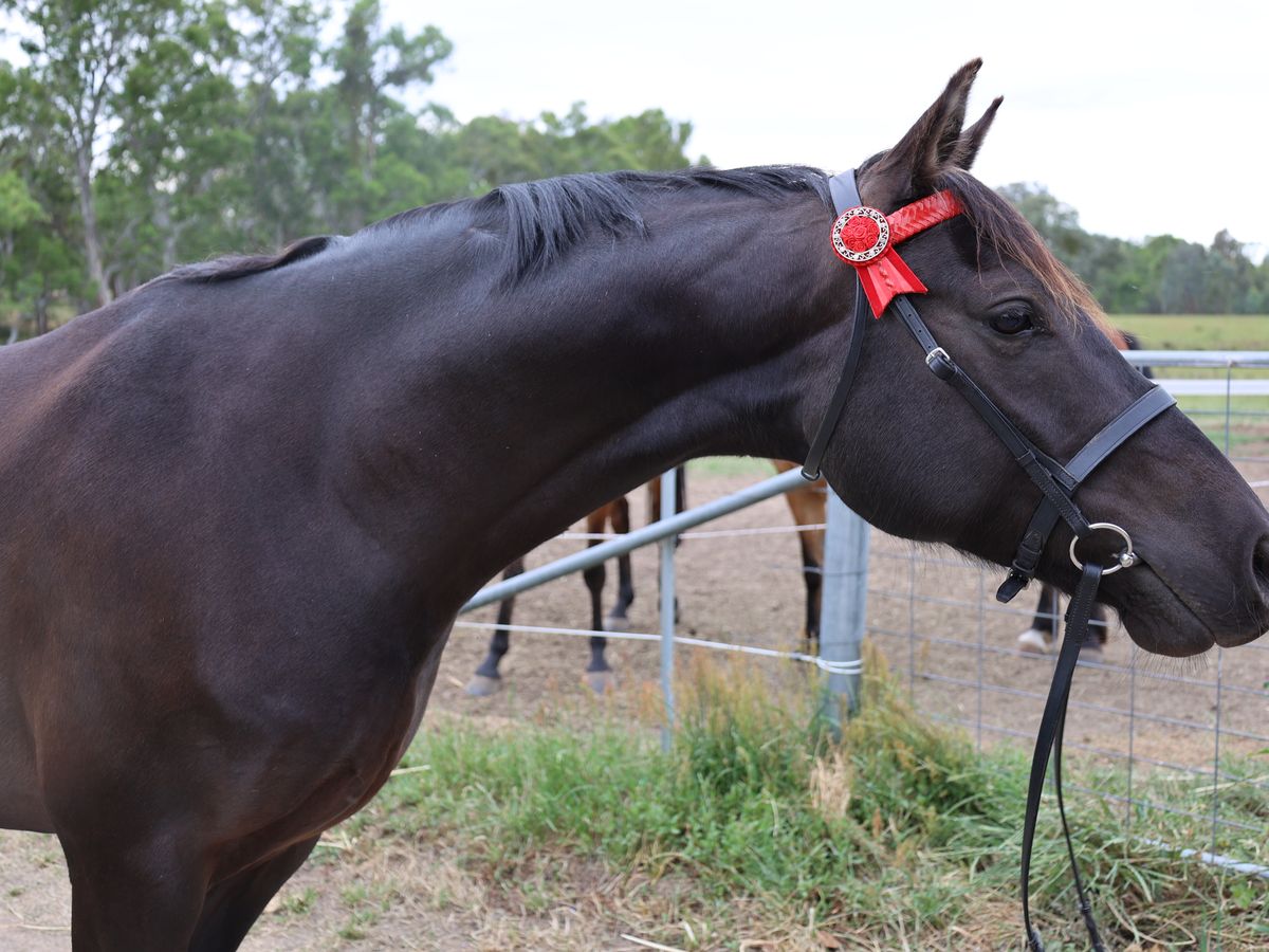 Striking black gelding — photo 3 of 10
