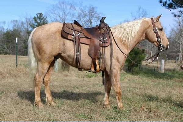 Palomino Quarter Horse Gelding — photo 2 of 2
