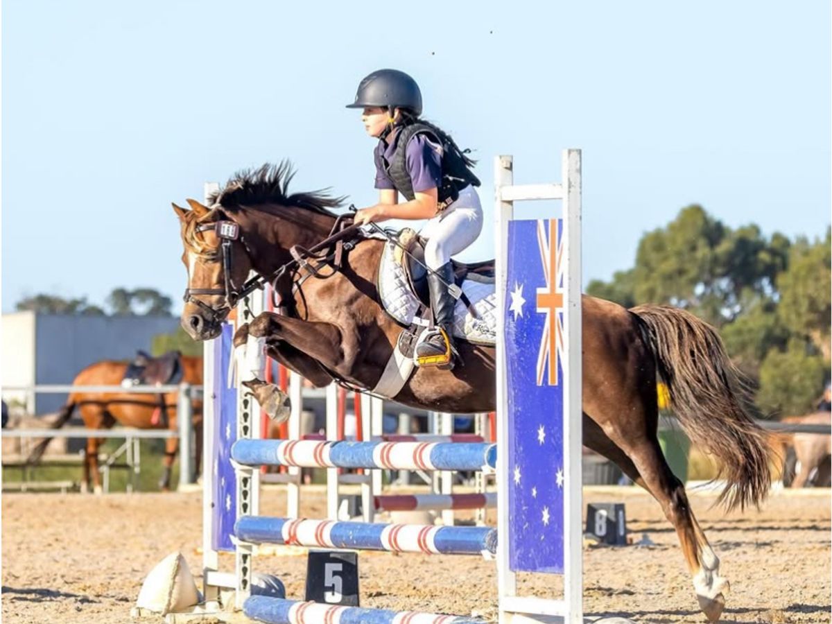 Ultimate Eventing/Showjumping Pony — photo 3 of 10