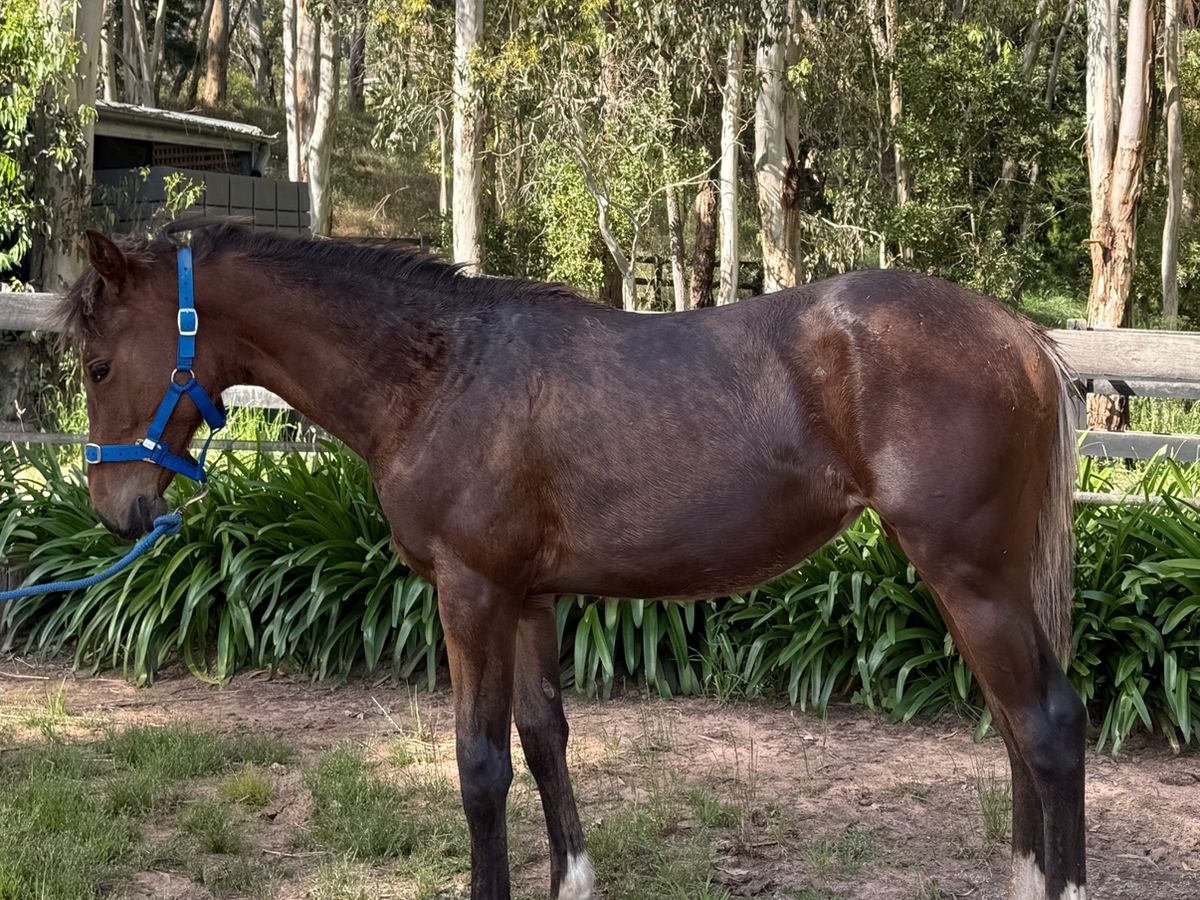 Stunning WBxTB Rising Yearling Filly — photo 3 of 10