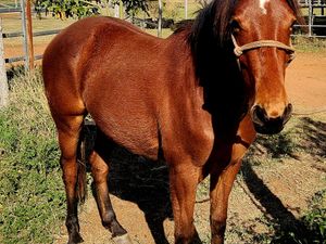 Unregistered 2yr old 'Con the Kat' bay gelding — photo 3 of 4