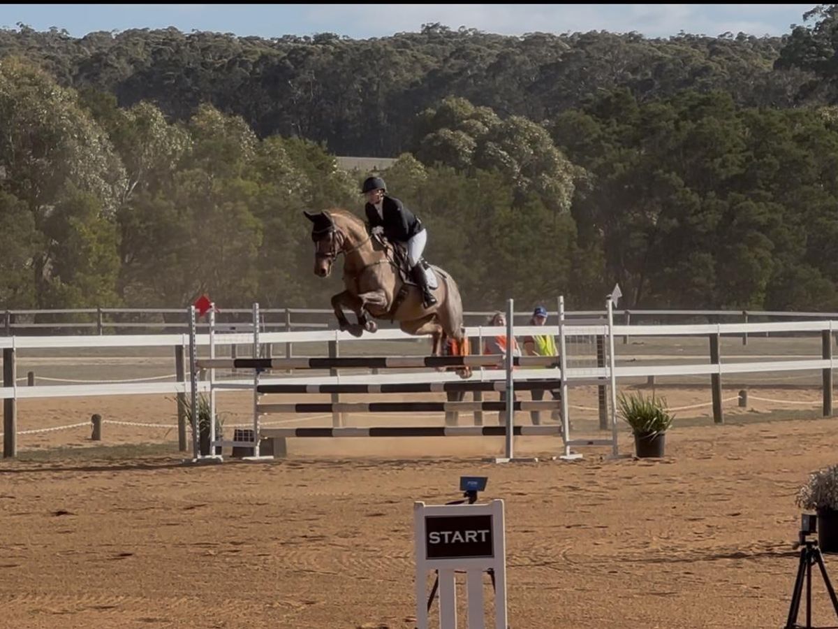 Incredible young Eventing/Showjumping prospect — photo 2 of 10