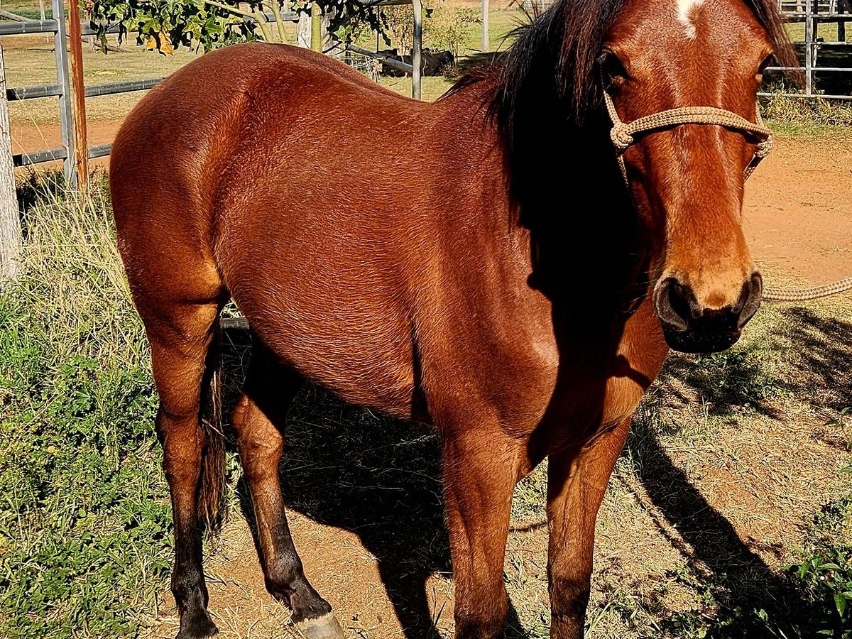 Unregistered 2yr old 'Con the Kat' bay gelding — photo 2 of 4