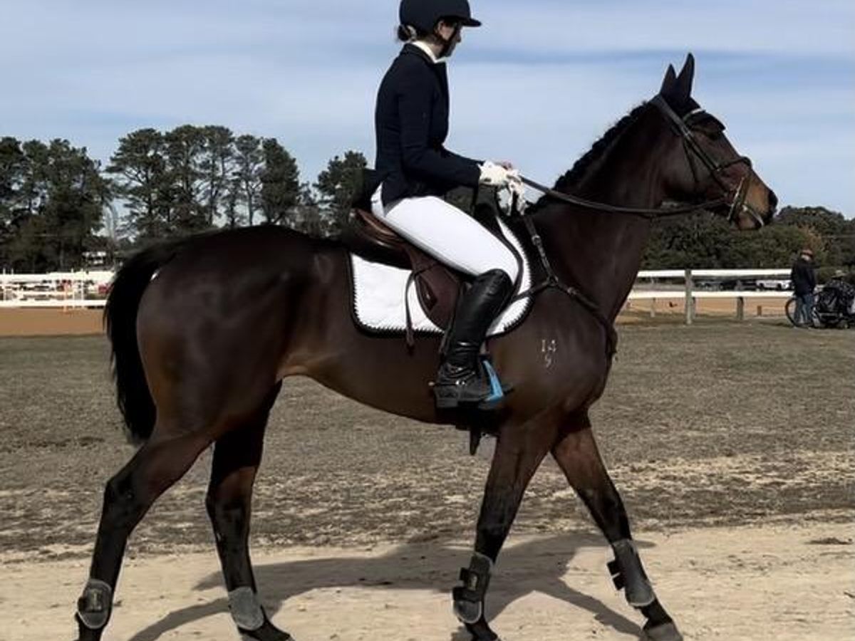 Incredible OTT Eventing/SJ Prospect — photo 2 of 10