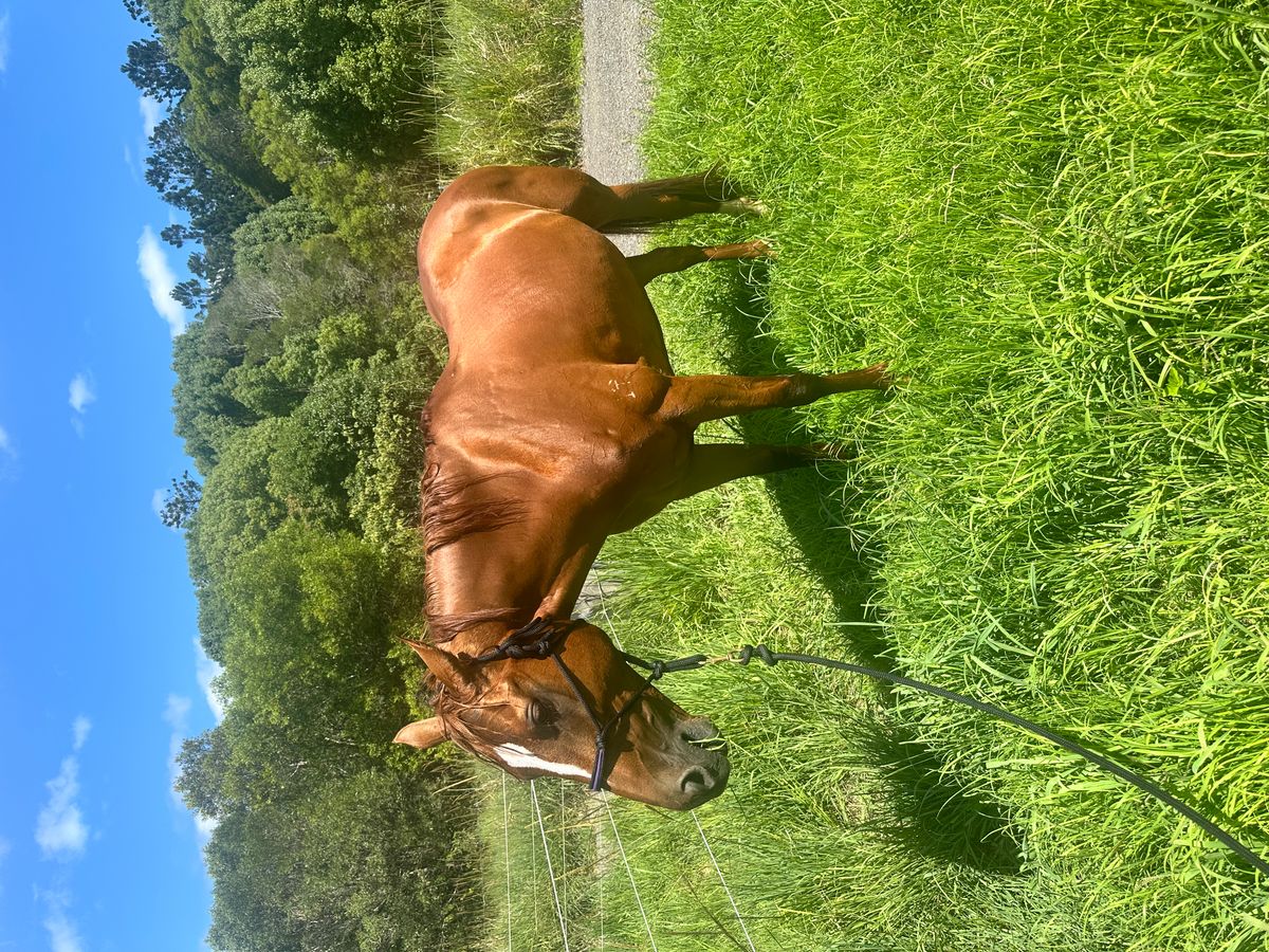 10yo Warmblood MareProven Showjumper, Dressage or — photo 2 of 10