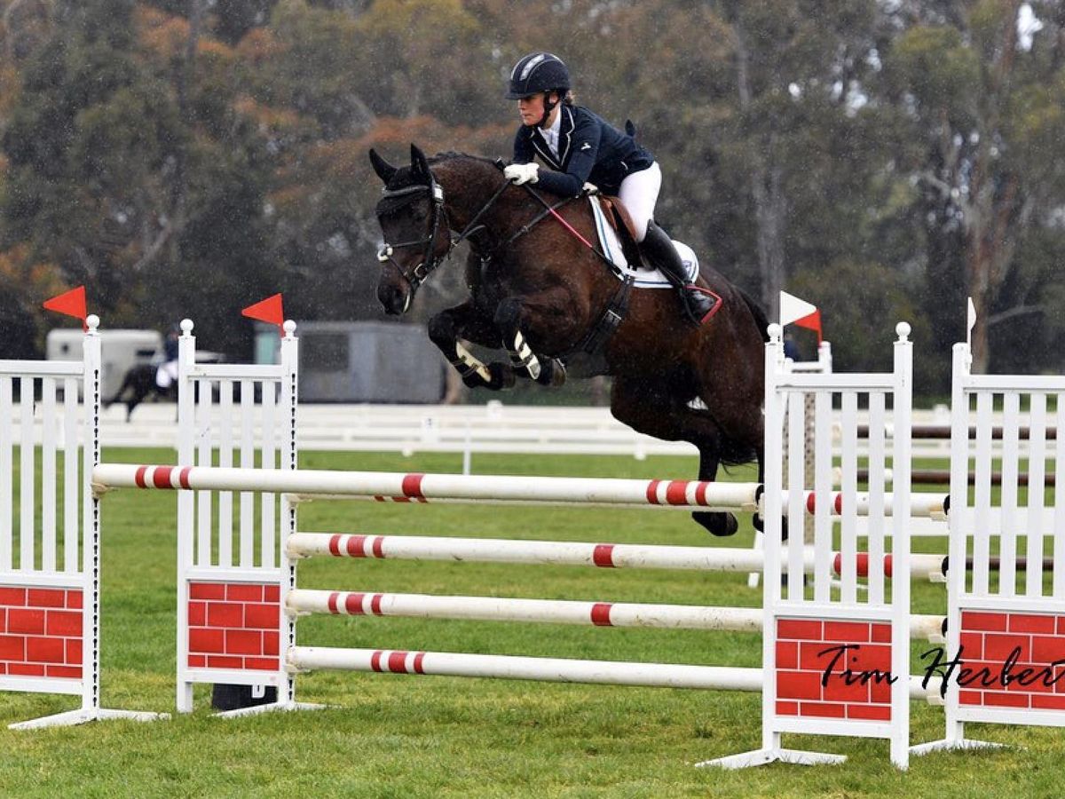 Warmblood Broodmare — photo 2 of 6