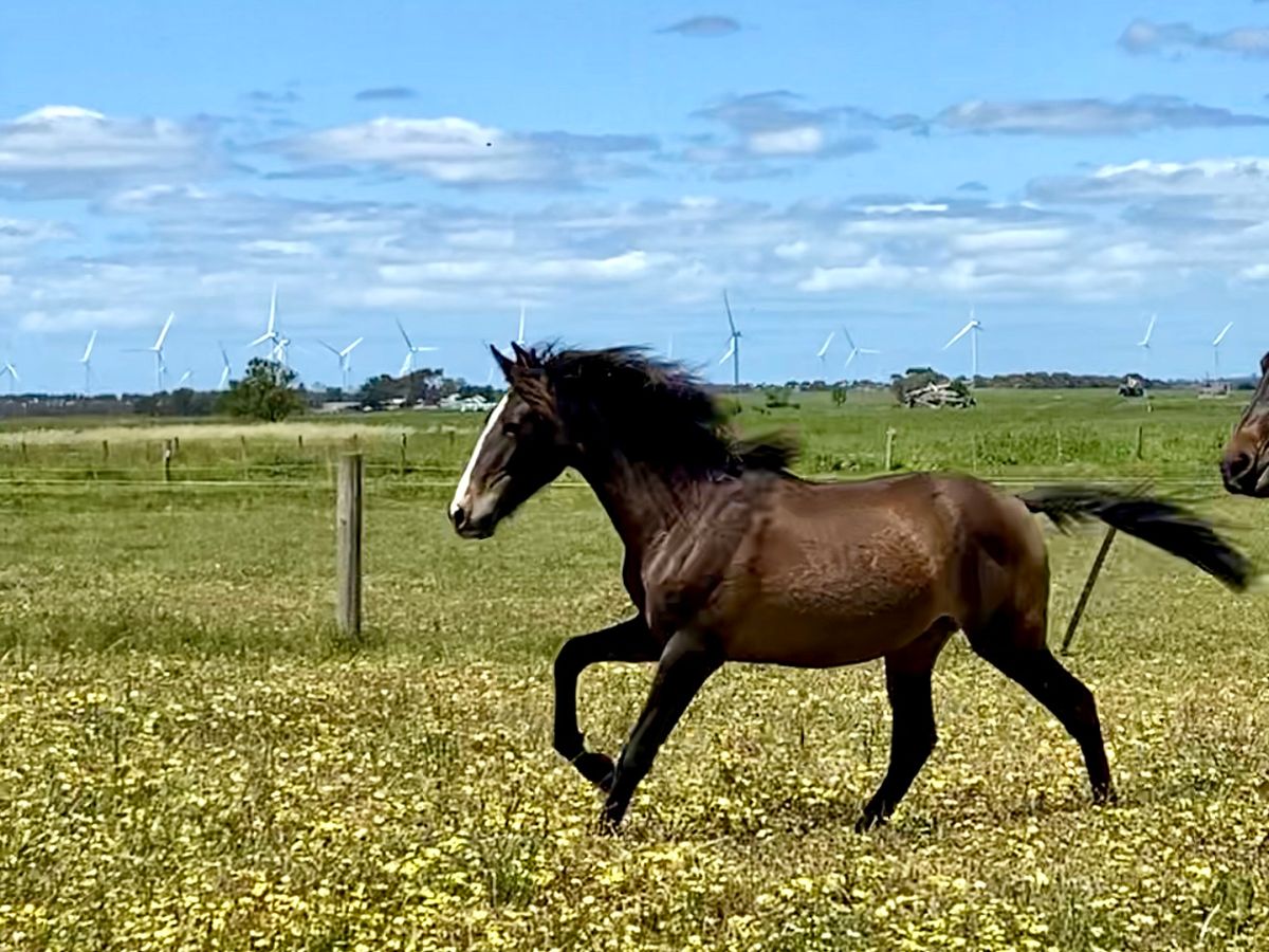 Flashy Andalusian colt — photo 2 of 10