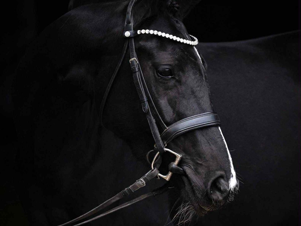 Super Young Horse or Young Rider Prospect! — photo 2 of 10