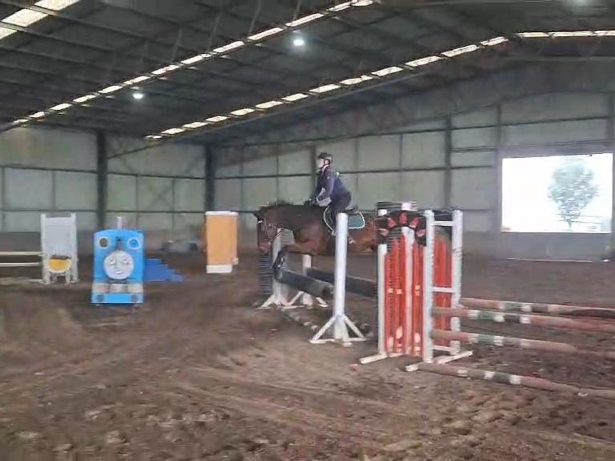 Medium Fressage trained Alrounder — photo 2 of 10