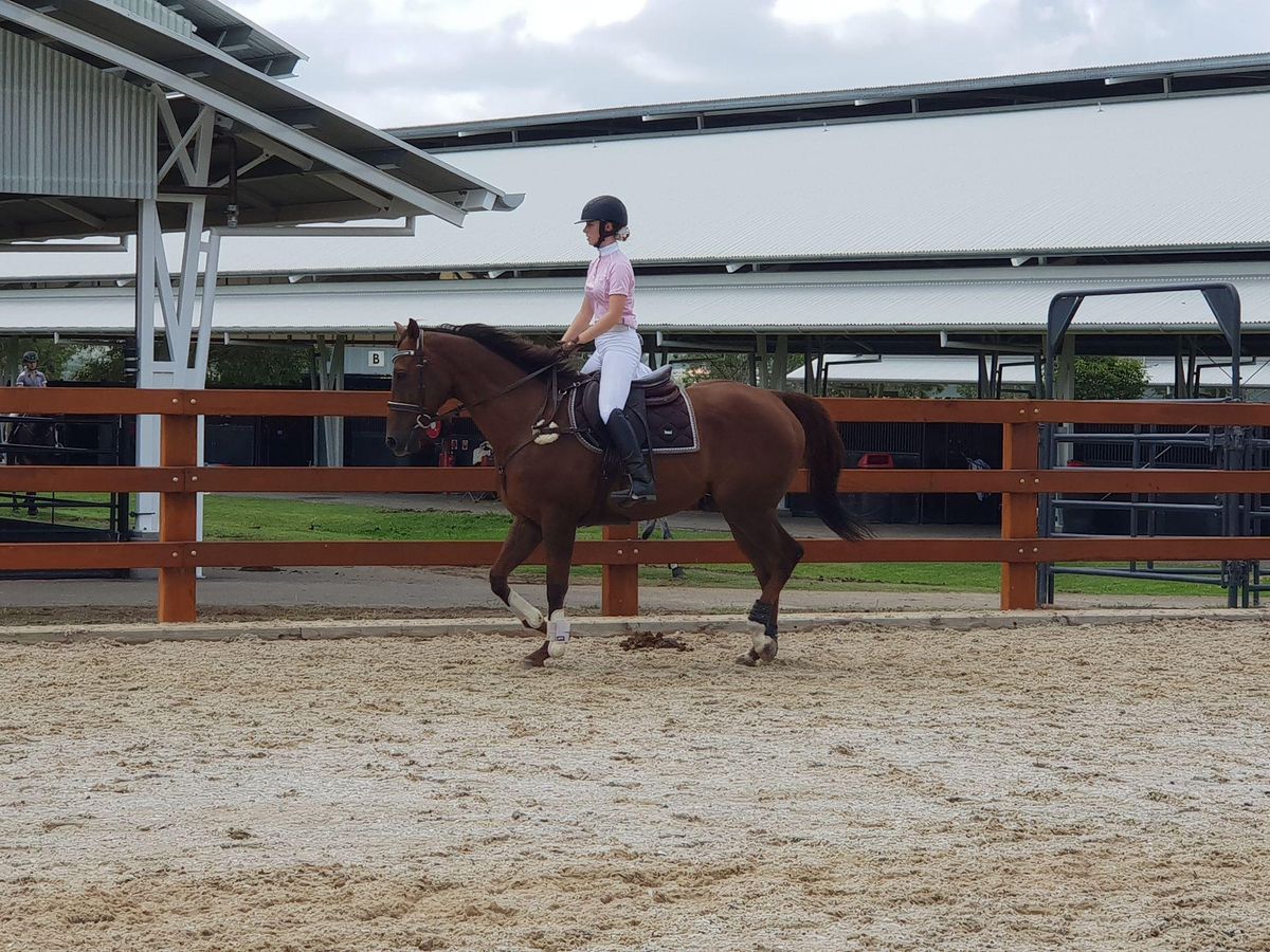 Lovely TB Gelding — photo 2 of 8
