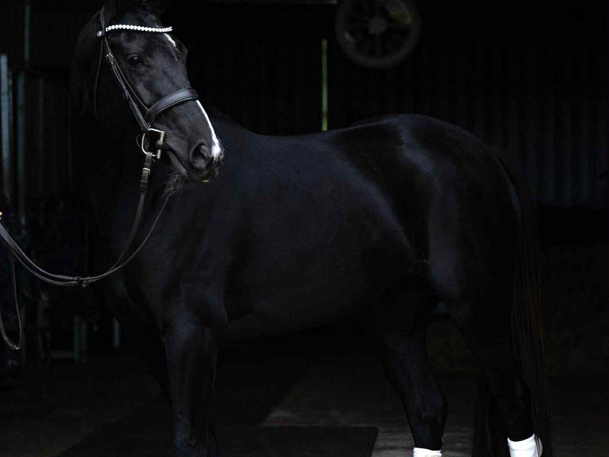 Super Young Horse or Young Rider Prospect! — photo 3 of 10