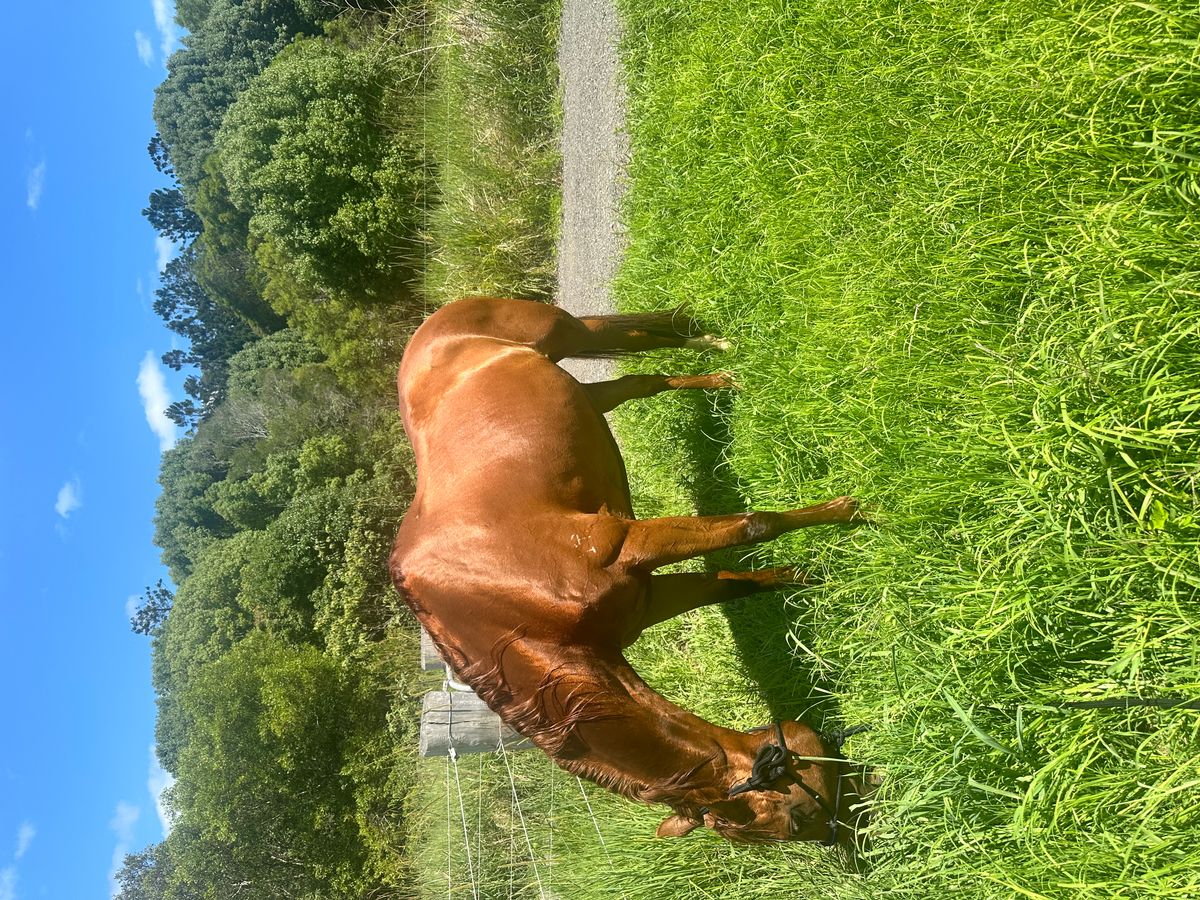 10yo Warmblood MareProven Showjumper, Dressage or — photo 3 of 10