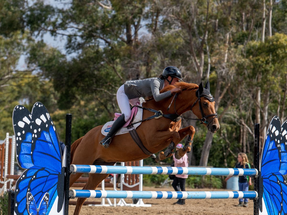 ASH Galloway mare — photo 3 of 10