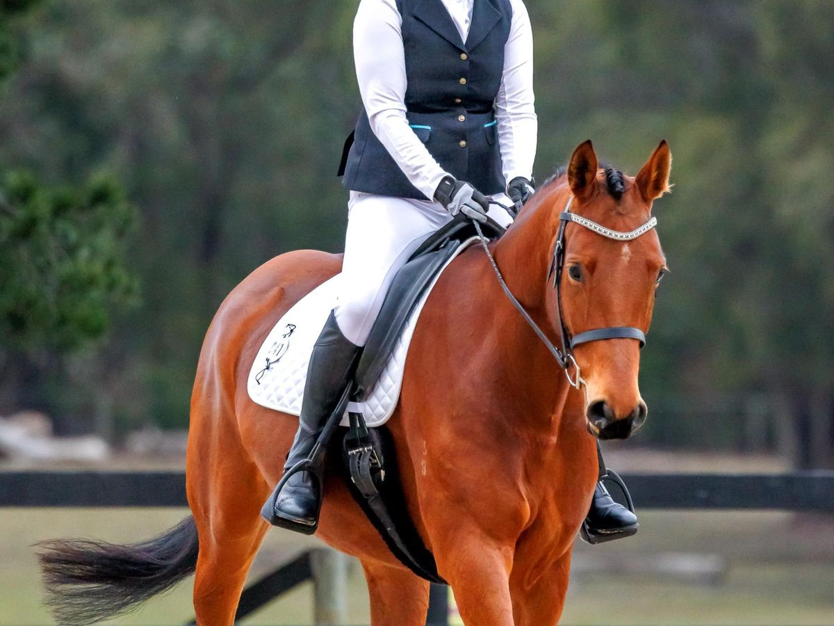 Sweet dressage mare — photo 3 of 10