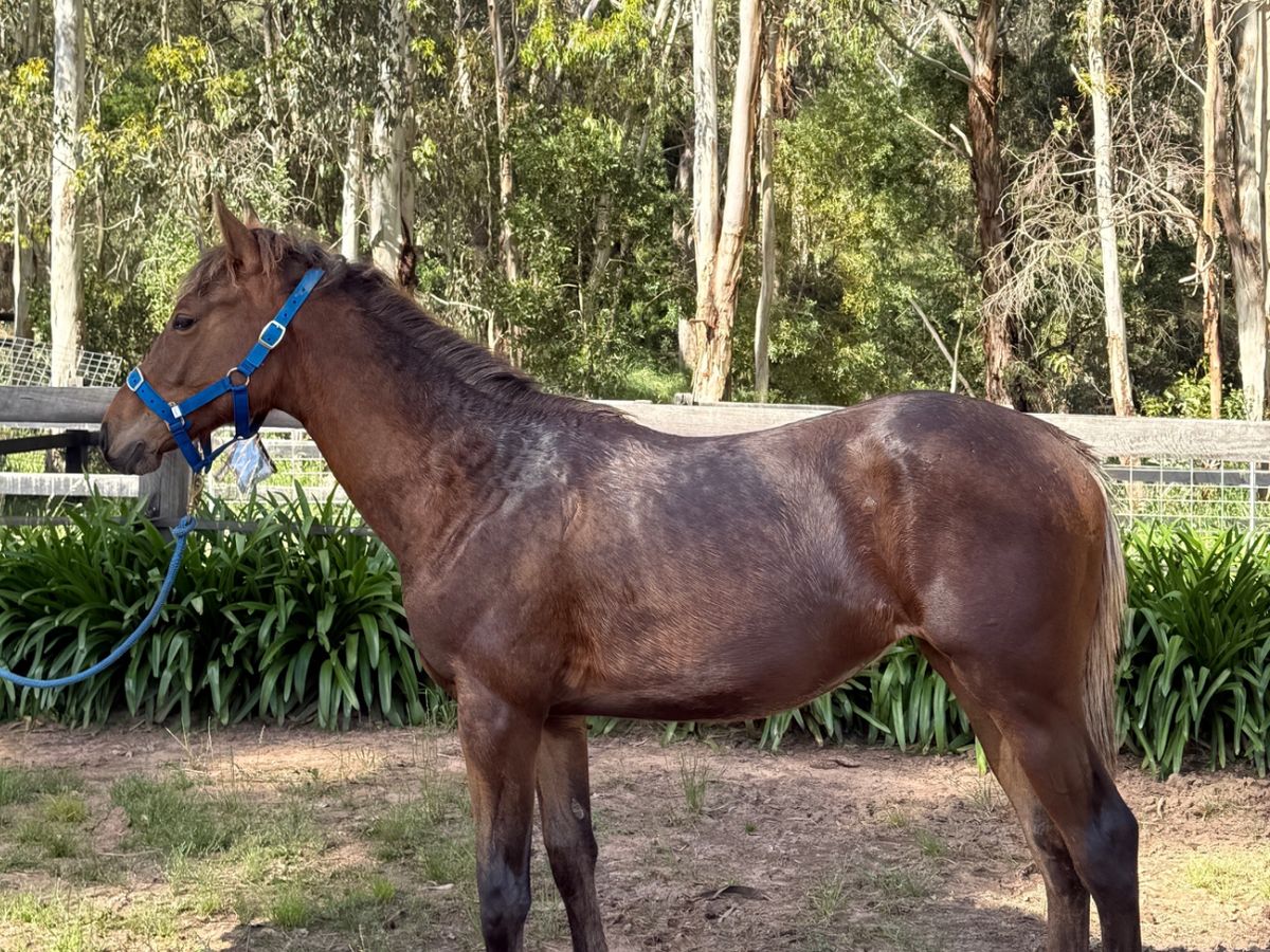 Stunning WBxTB Rising Yearling Filly — photo 2 of 10