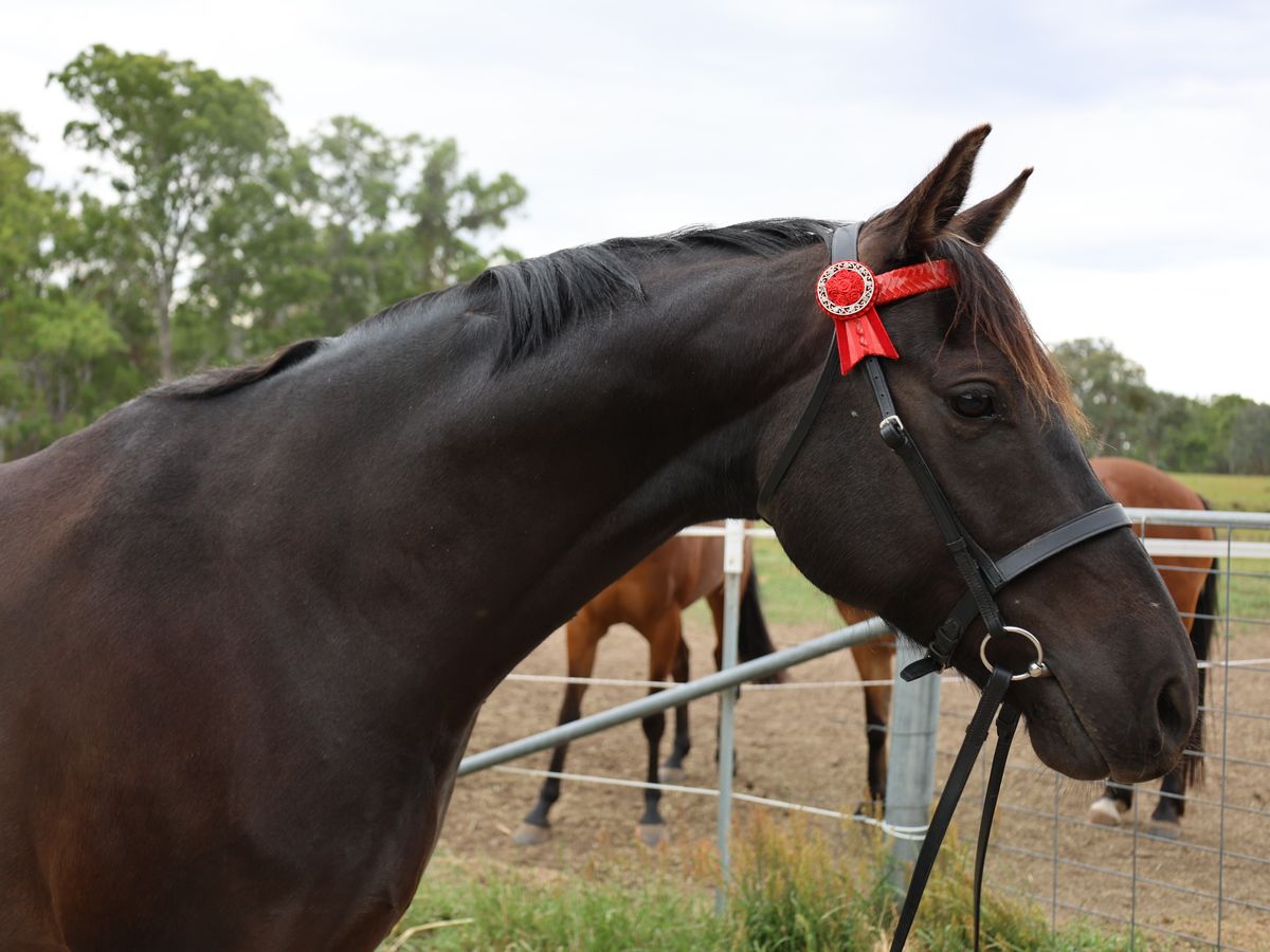 Striking black gelding — photo 2 of 10
