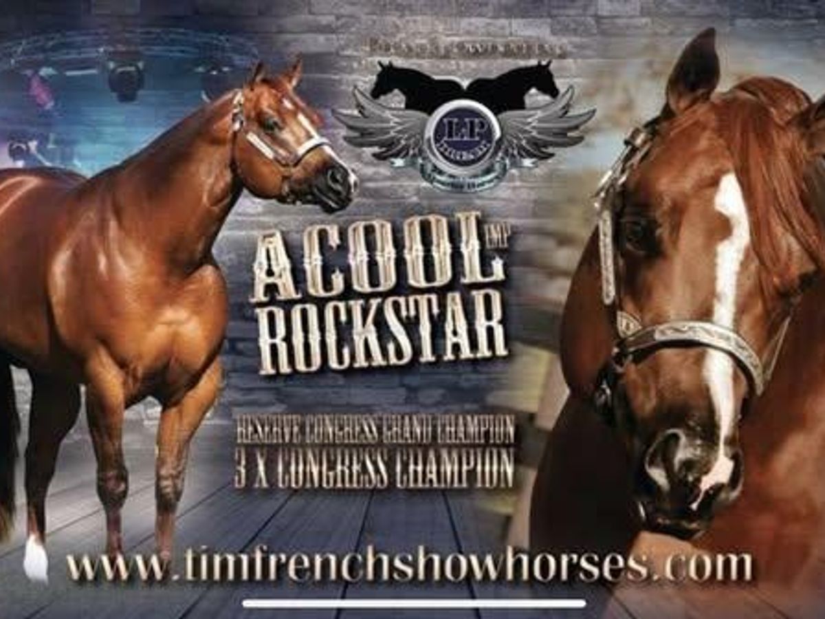 Wildwood Obvious Star QH mare — photo 3 of 8