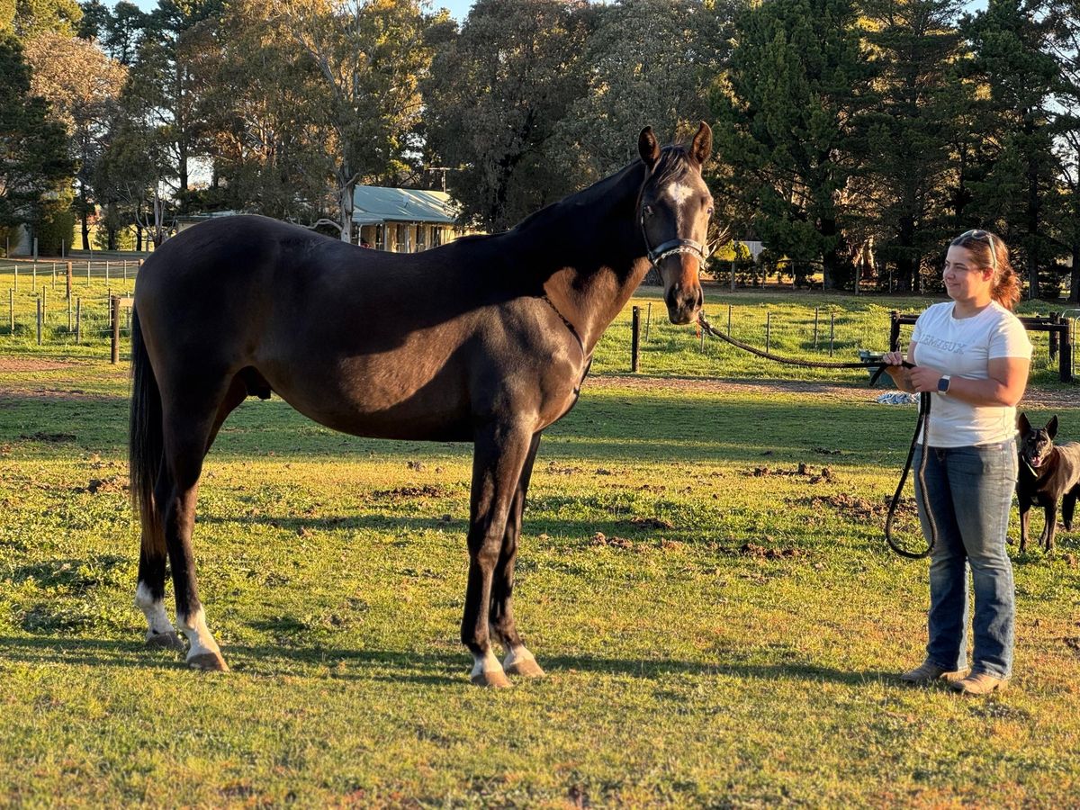 Warmblood Gelding Rip — photo 2 of 5