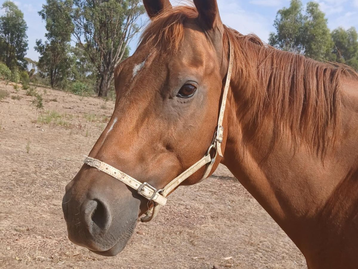 Thoroughbred mare ready tp breed — photo 2 of 4