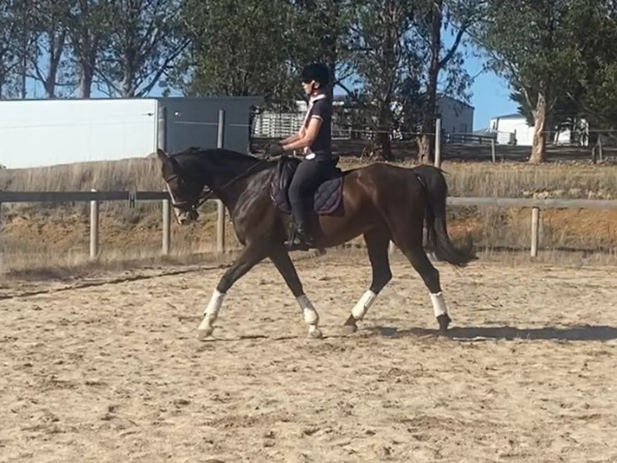 Eyecatching gelding — photo 2 of 10
