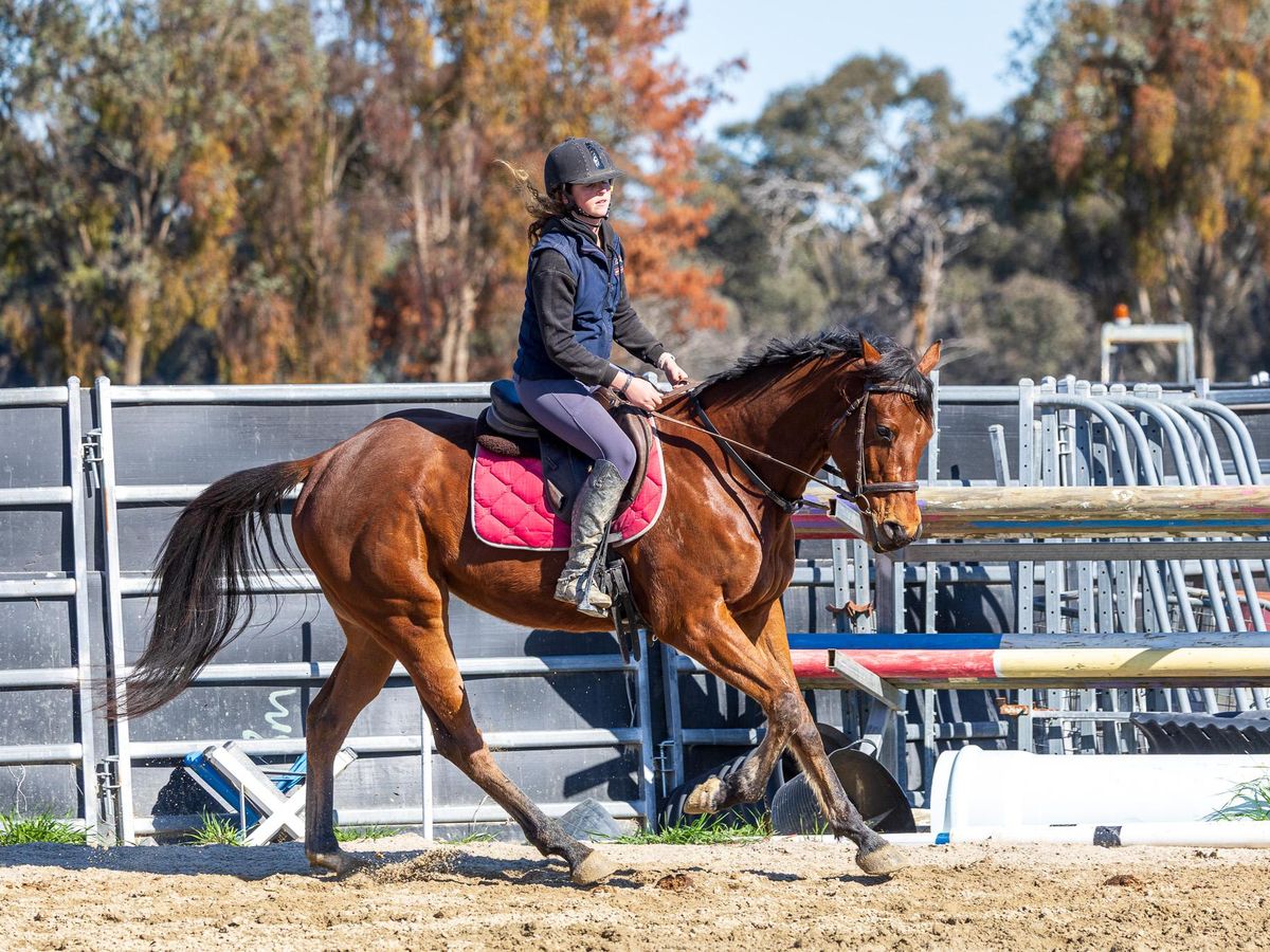 Lovely OTT Dressage prospect — photo 3 of 9