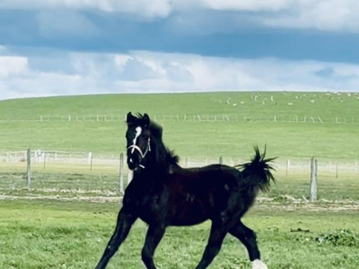 EXCEPTIONAL HANOVERIAN X WELSH COB SECTION D FILLY — photo 2 of 10