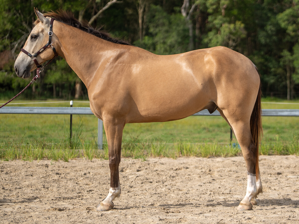 Stunning 6yo Buckskin Gelding — photo 2 of 10