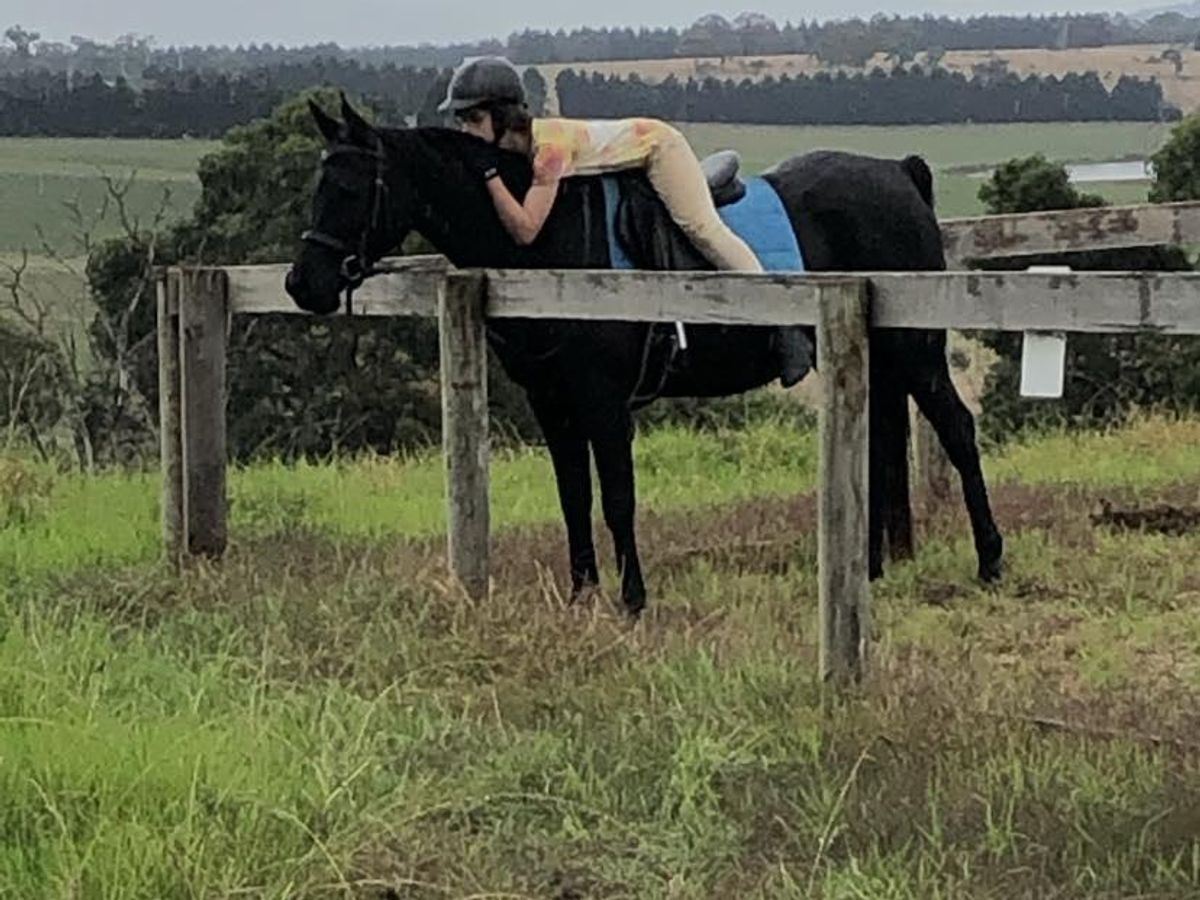 Purebred black gelding — photo 3 of 6