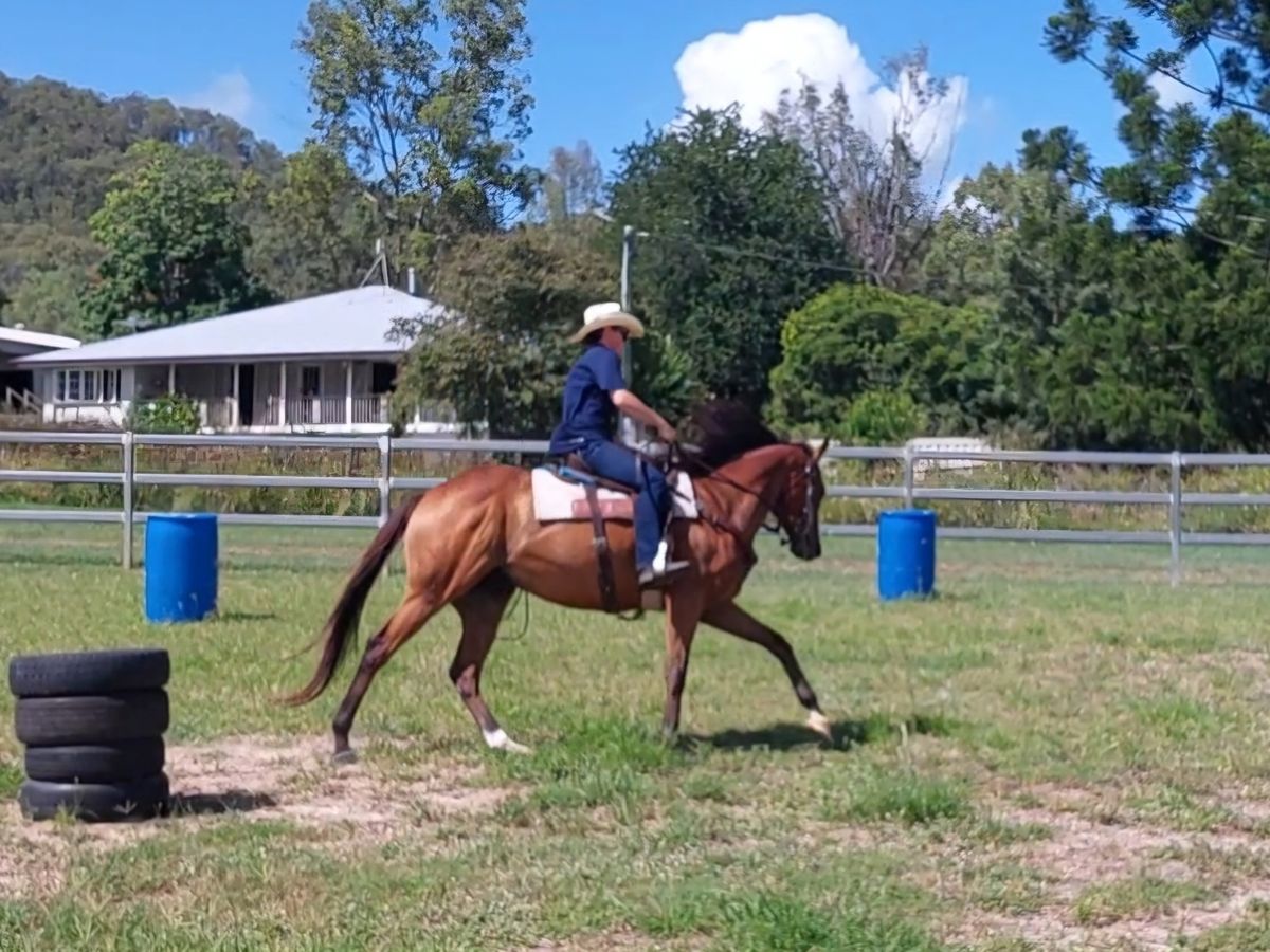 Elegant OTT gelding with presence & potential — photo 3 of 10