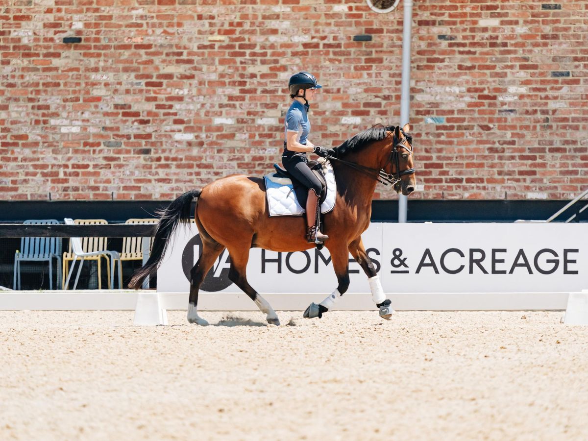 DREAM FEI PONY:Young Rider/AOR Confidence booster — photo 2 of 10