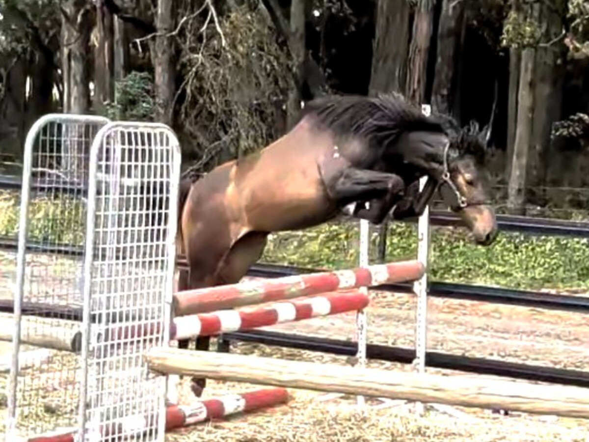 Hickstead White/ C. Obolensky/ Baluga Filly — photo 3 of 10
