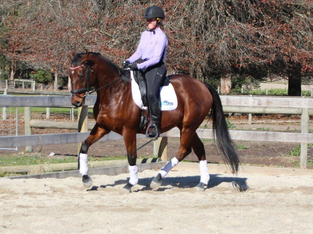 Medium Fressage trained Alrounder — photo 3 of 10