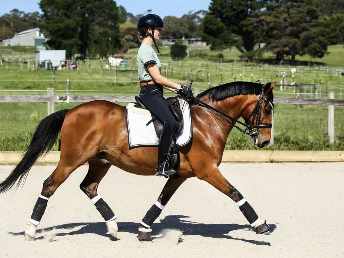 DREAM FEI PONY:Young Rider/AOR Confidence booster — photo 3 of 10