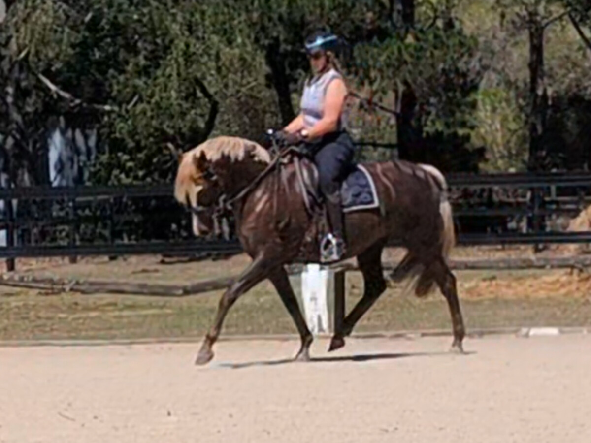 Flashy Dressage Diva — photo 2 of 10