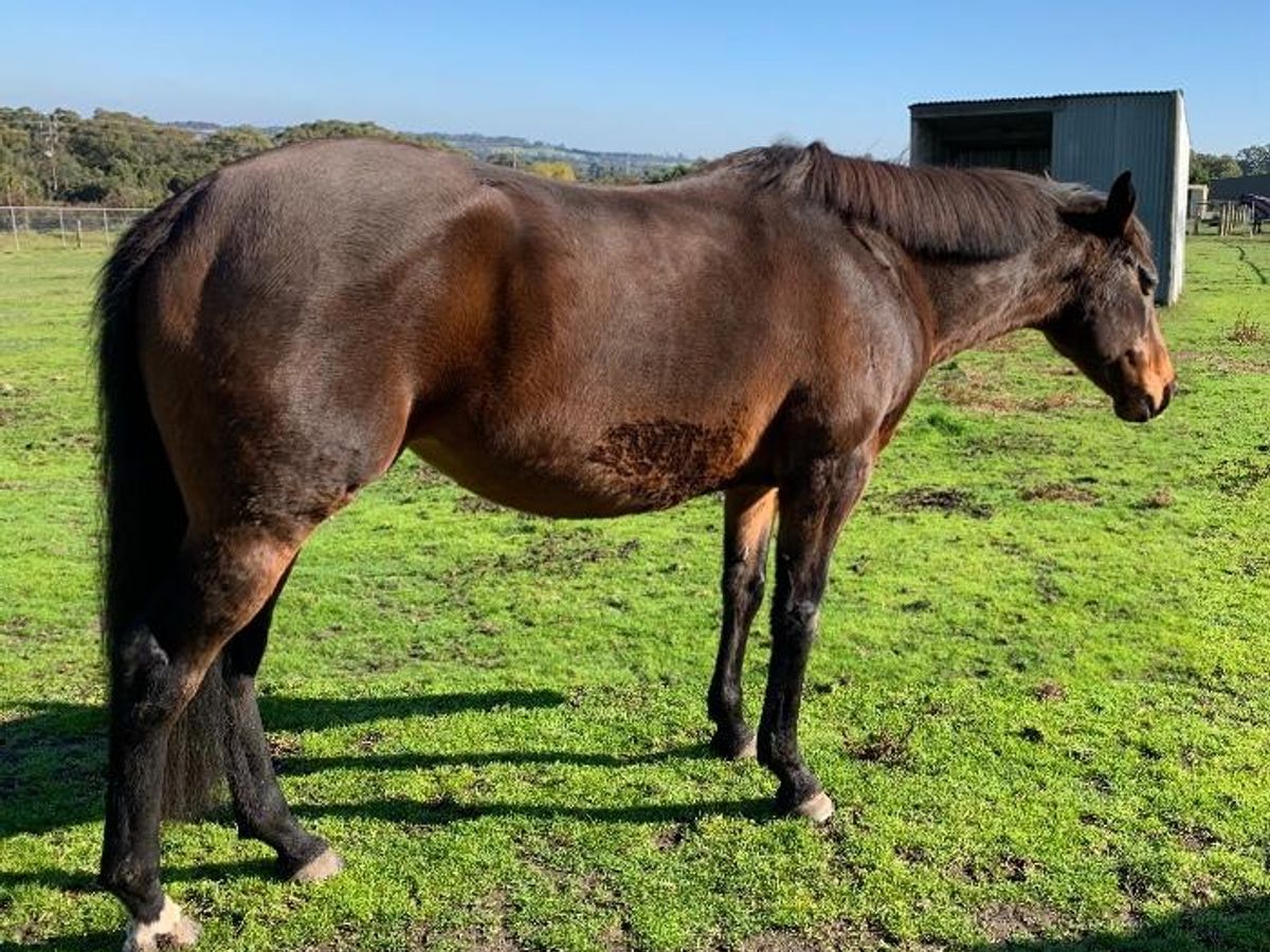 El Moxie Mare — photo 2 of 10