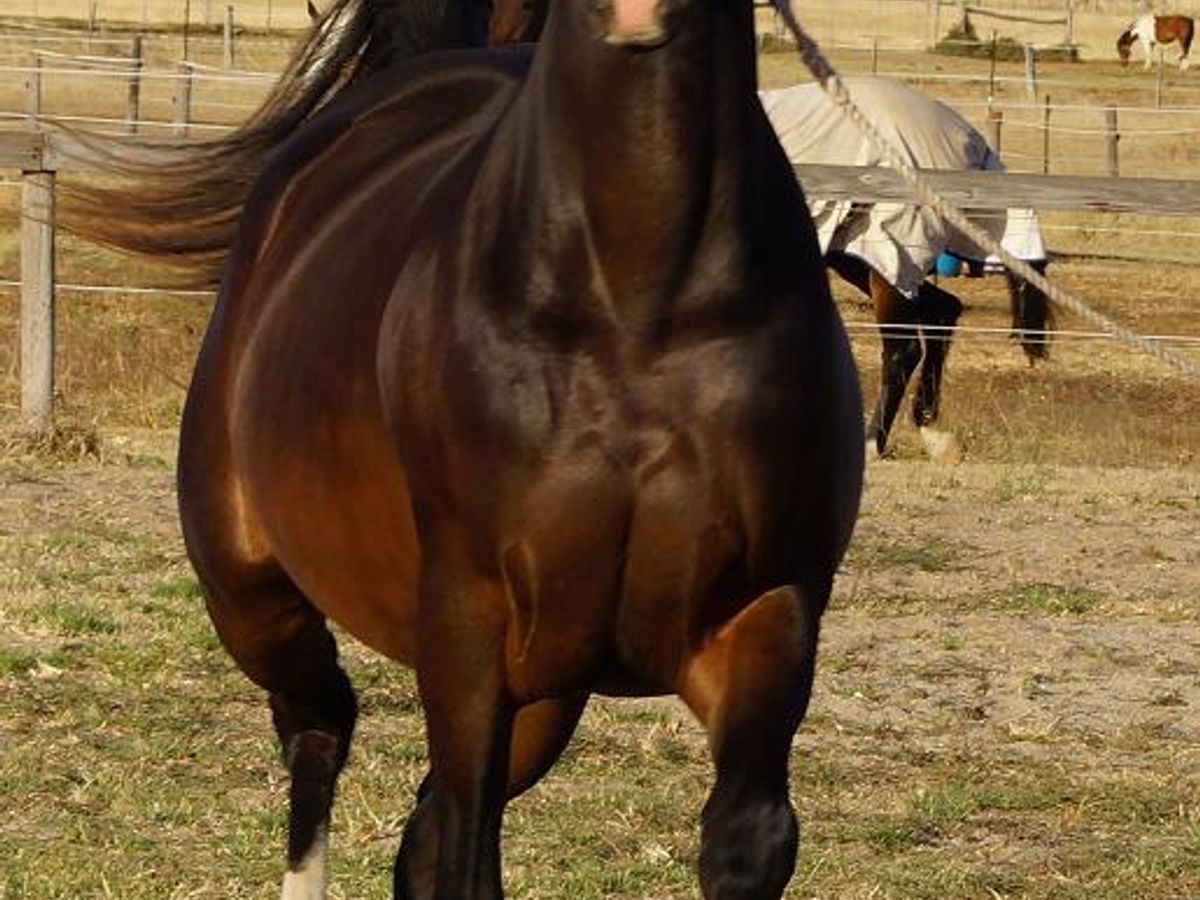 Hanoverian Warmblood Mare — photo 3 of 10