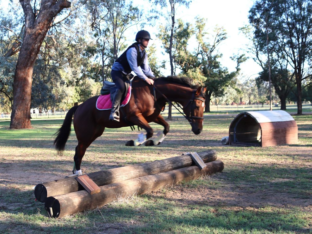 Sweet little Mare — photo 2 of 7