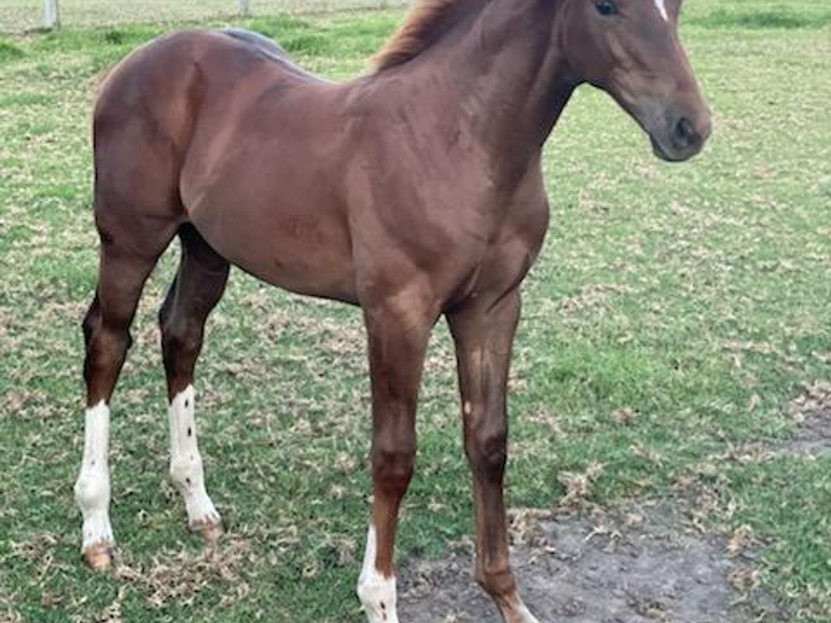 Emerald van Ruytershof weanling colt — photo 3 of 6
