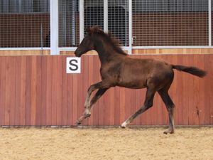 Filly - Skyline To B x (Sir Donnerhall/Totilas) — photo 3 of 4