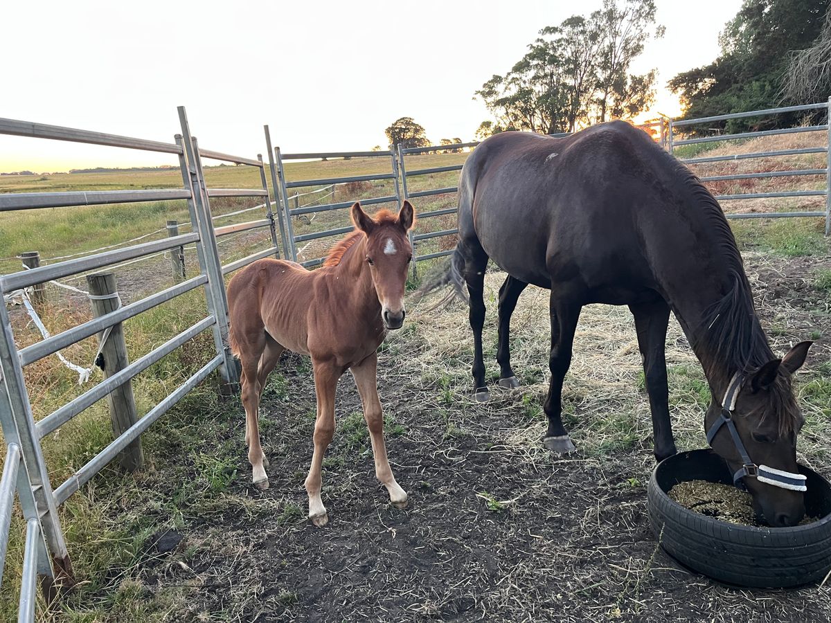 Broodmare with 2mnth old colt foal at foot — photo 3 of 6