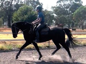 3yo Wb Straight from the Breaker Great Temperament — photo 3 of 4
